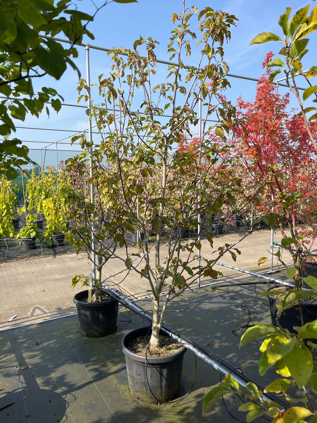 Magnolia 'Golden Joy' - C35 250-300 CM